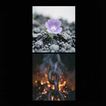 Violet