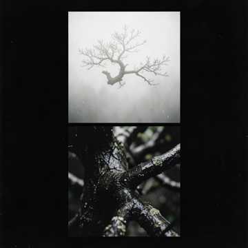 Bonsai Blues