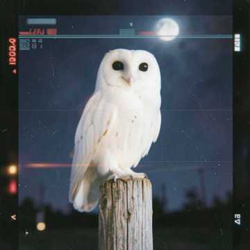 Schleiereulen Song 7