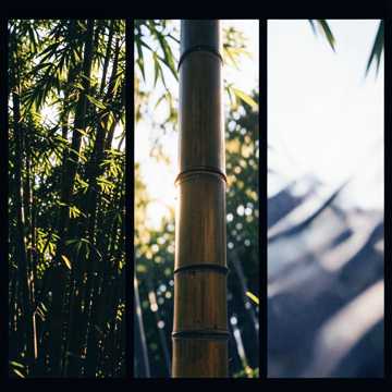 Bamboo