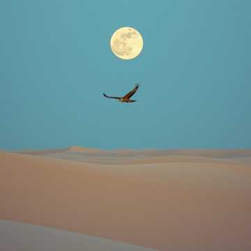 Desert Mirage