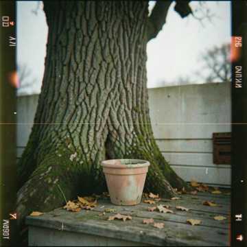 Old oak tree