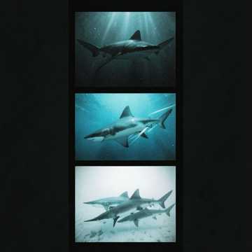 King & Queen Sharks