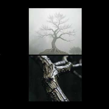 Bonsai Blues