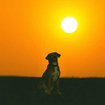Golden Hour Howl