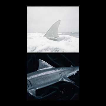 King & Queen Sharks