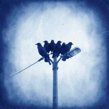 Crows on Silent Streets