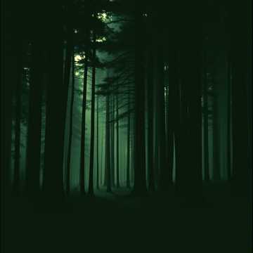 Through the Shadowed Pines