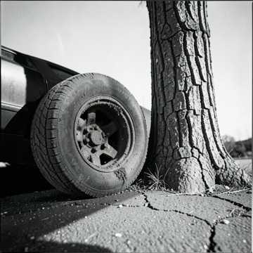 Trees, Cars, and Greenie