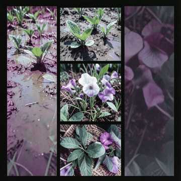 কলমি শাকের গান