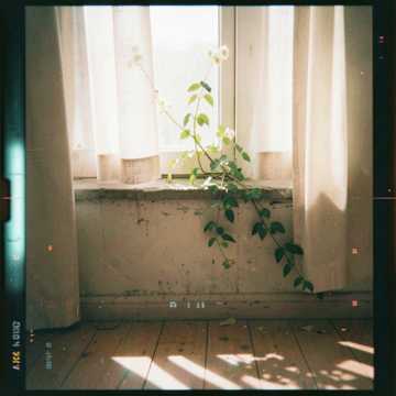 Jasmine Window