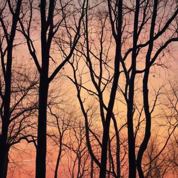 Echoes of Silent Rain